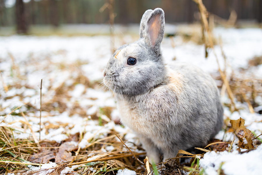 a surprised Easter bunny in snowy surroundings